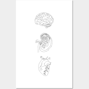 Anatomy heart brain, kidney Posters and Art